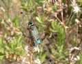 Zygaena lavandulae